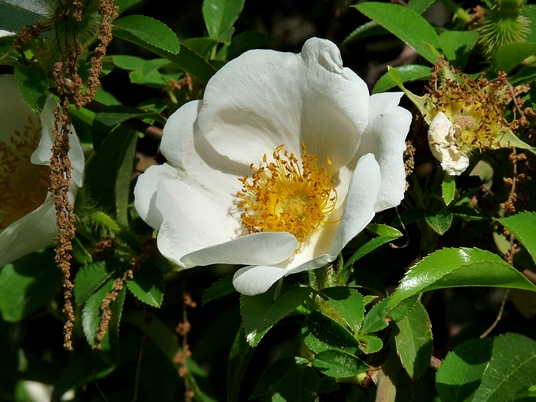 {Rosa laevigata}
